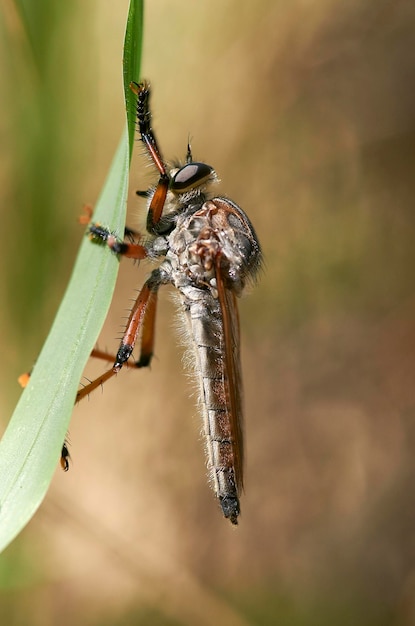 Foto een rovervlieg - of moordvlieg - uit de familie der asilidae die zich in het zonlicht aan een grasblad vastklampt