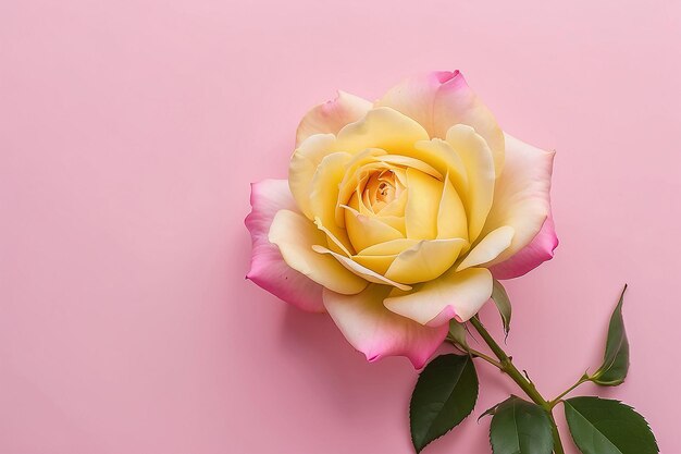 Een roze achtergrond met gele bloemblaadjes en een roze rozenknop