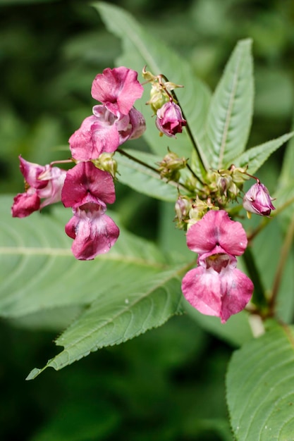 Foto een roze bloeiende wilde bloem