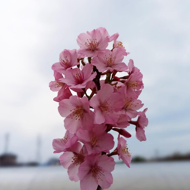 een roze bloem bloeit op de achtergrond