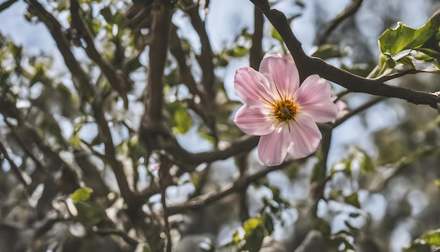 een roze bloem bloeit op een boom