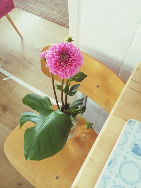 Foto een roze bloem bloeit thuis.