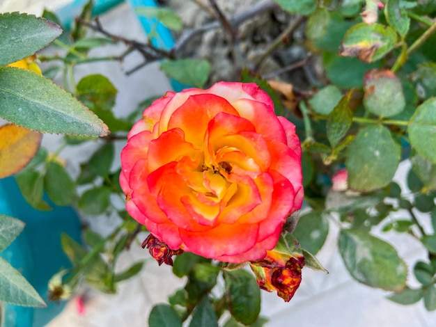 Een roze bloem die rood en geel is met een rood centrum