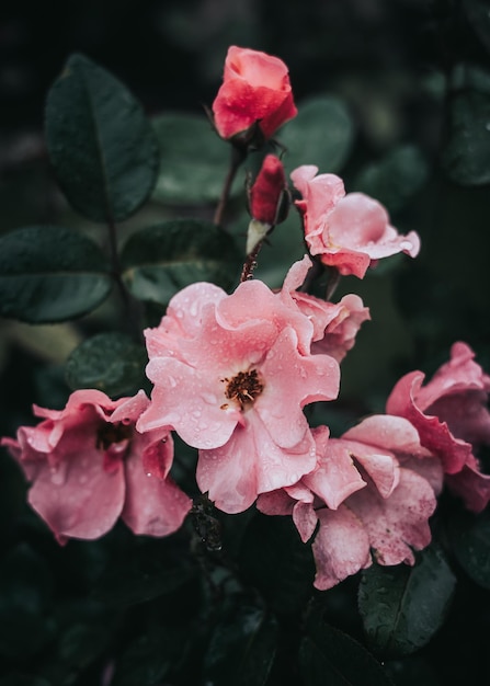 Een roze bloem in de regen