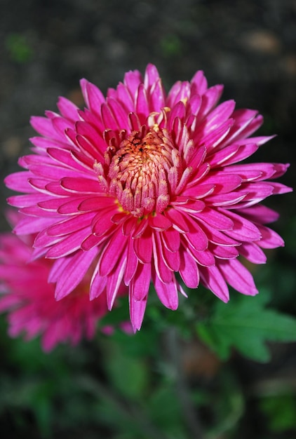 Een roze bloem in de tuin