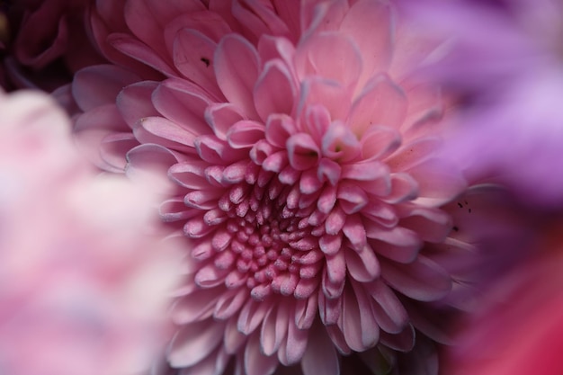 Een roze bloem in een pot