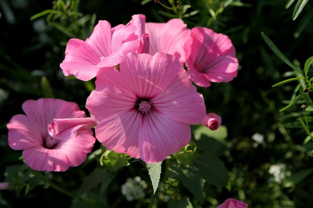 Een roze bloem in een tuin