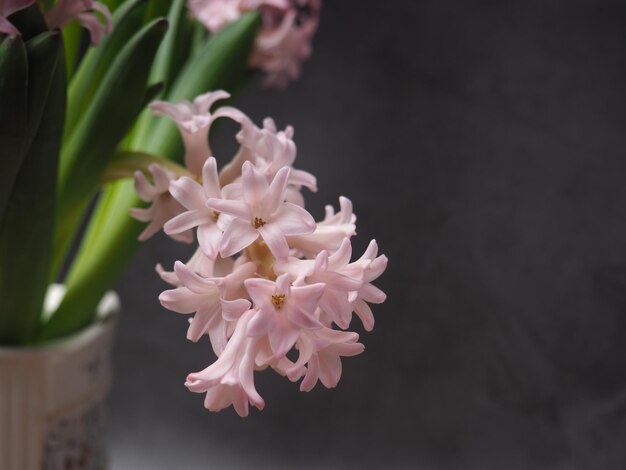 Een roze bloem in een vaas met het woord "lente" erop.