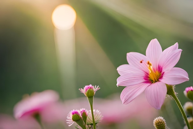 Een roze bloem met de zon erachter.