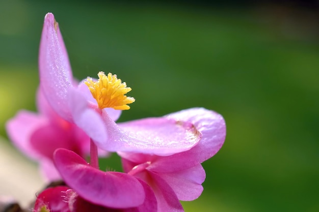 Een roze bloem met een geel centrum