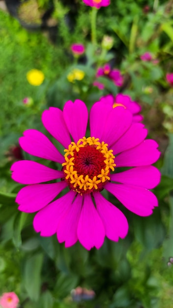 Een roze bloem met een geel centrum