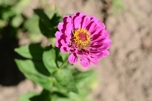 Een roze bloem met een geel hart staat in een tuin.