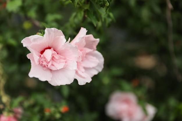 Een roze bloem met een rood hart.