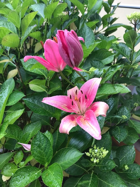 Een roze bloem met een witte vlek erop