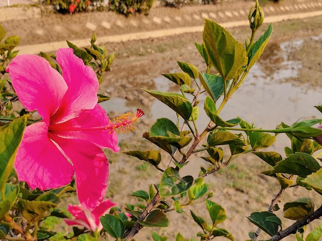 Een roze bloem met groene bladeren en een groene plant op de achtergrond