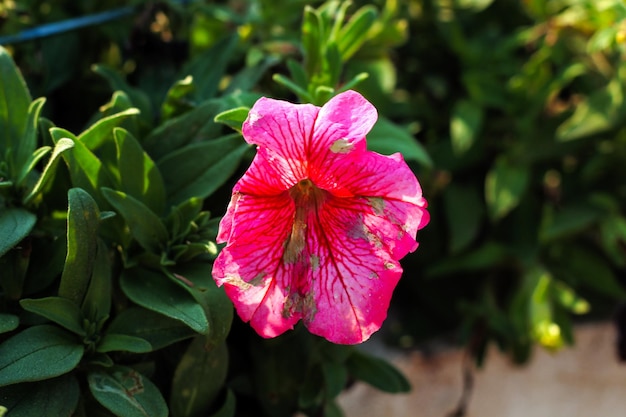 Een roze bloem met groene bladeren en een witte vlek aan de onderkant.
