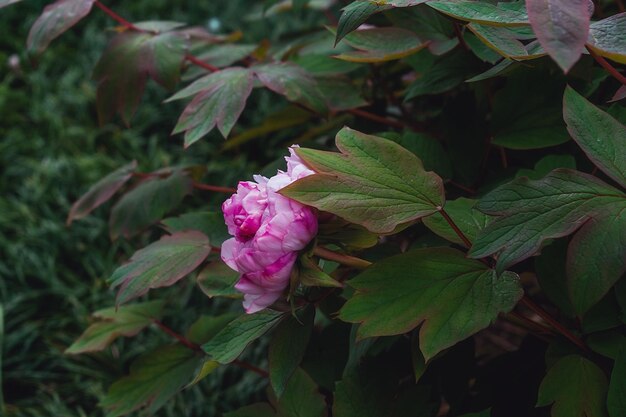 Foto een roze bloem met het woord bloemen erop