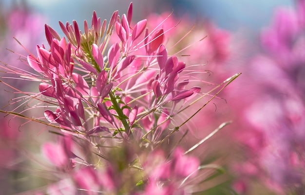 Een roze bloem met het woord liefde erop