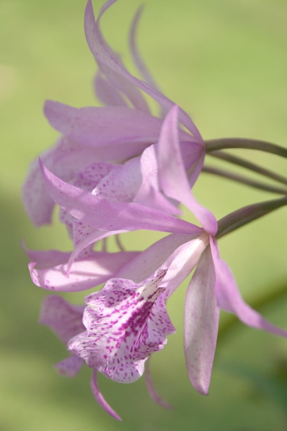 Een roze bloem met het woord orchid erop