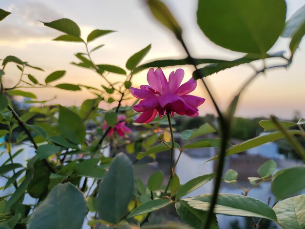 Foto een roze bloem op de voorgrond is een groene bladplant met daarachter de ondergaande zon.