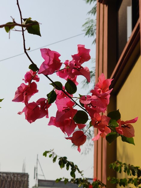 Een roze bloem staat voor een raam.