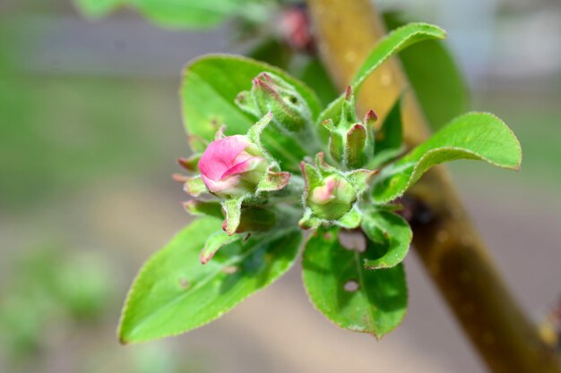 Foto een roze bloemknop van een appelboom bloeit op een tak dichtbij