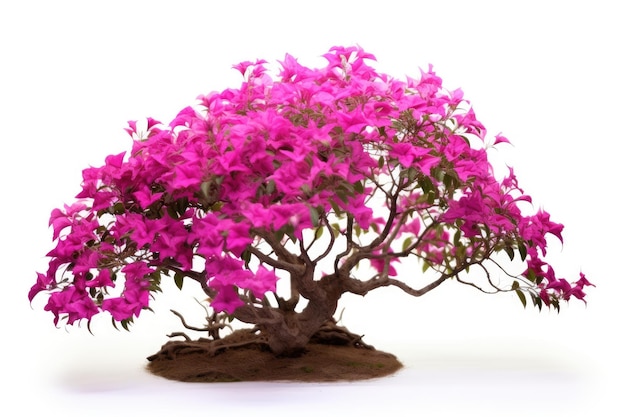 een roze bougainvillea met roze bloemen.