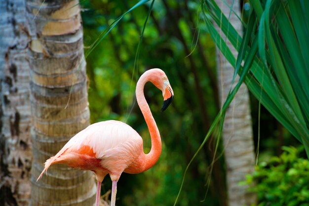 Een roze Caribische flamingo in de tuin.