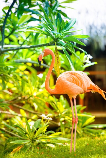 Een roze Caribische flamingo in de tuin.