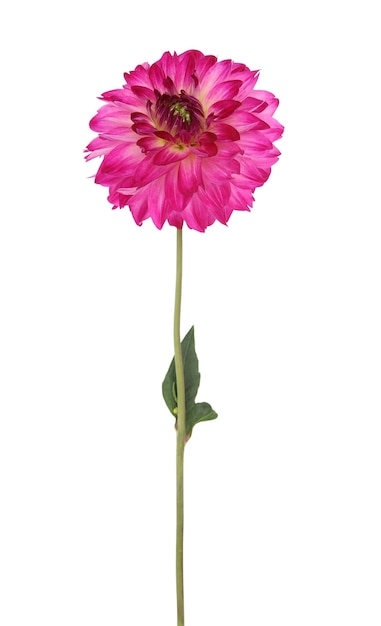 Eén roze dahlia bloem geïsoleerd