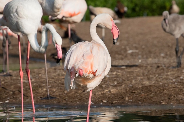 Een roze flamingo staat in het water en de andere vogels staan in het water.