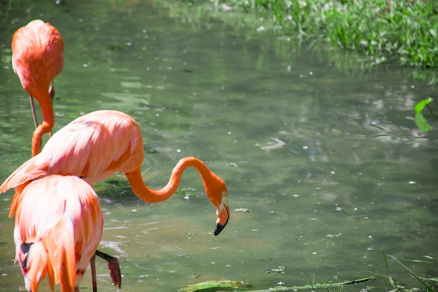 Een roze flamingo staat op het water, buigend om uit het water te vissen.