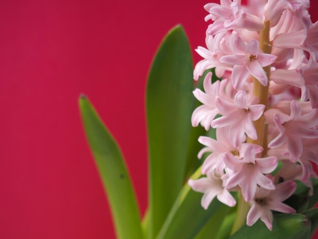 Een roze hyacintenbloem met het woord hyacint erop