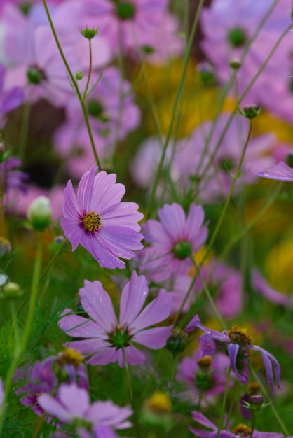 Een roze kosmosbloem met rimpel als bellenachtergrond