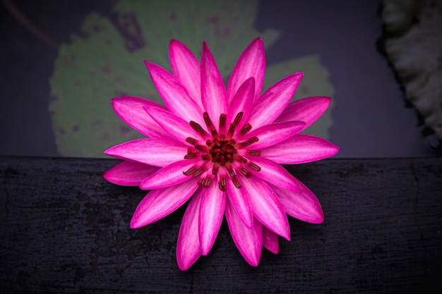 Een roze lotusbloem met een donkere achtergrond