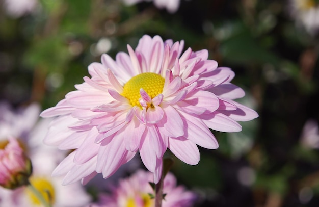 Foto een roze madeliefje met een geel centrum