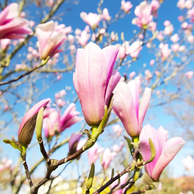 Foto een roze magnolia bloemknop tegen een bloeiende boom en een blauwe lucht op een heldere zonnige dag