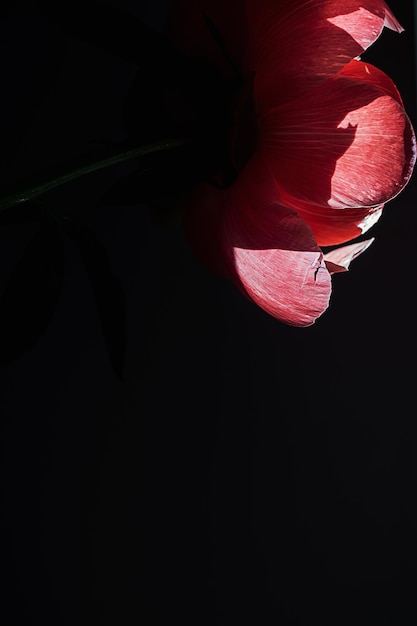 Een roze rode koraal pioen bloem in zonlicht lichtstraal op minimale zwarte schaduw achtergrond met kopie ruimte Floral samenstelling Plantkunde behang of wenskaart Creatief close-up hoop of nieuw leven idee