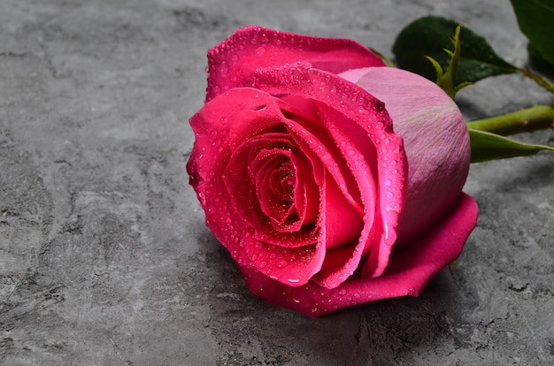 Een roze roos in de druppels water close-up op een betonnen ondergrond. de hollanders stonden op. romantisch cadeau op de eerste date.