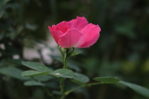 Een roze roos in de tuin