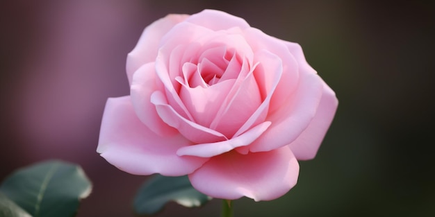 Een roze roos in een tuin