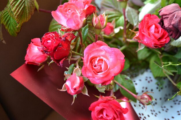 Een roze roos in volle bloei mooie roze bloem in de tuin foto van hoge kwaliteit