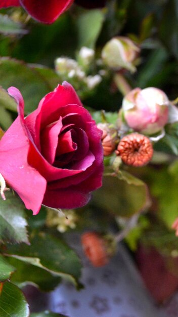 Foto een roze roos in volle bloei mooie roze bloem in de tuin hoogwaardige foto