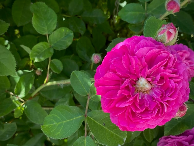 Foto een roze roos is op de achtergrond en heeft een groen blad