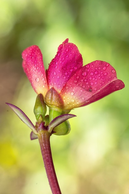 Een roze roos met waterdruppels erop