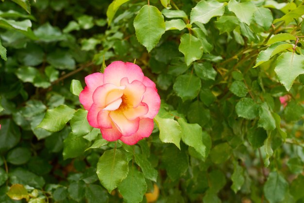 Een roze roos op een tak met een onscherpe achtergrond