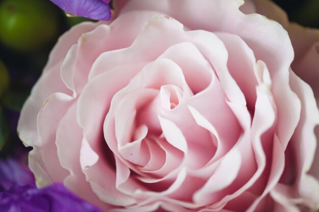 Een roze roos zit in een boeket paarse bloemen.