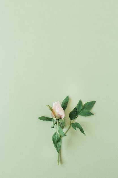 Een roze roze bloem op groen. Plat lag, bovenaanzicht minimale bloemensamenstelling.