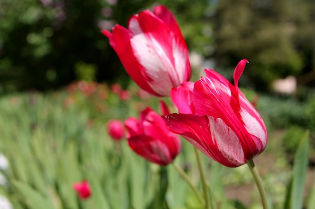 Een roze tulp in een bloemenveld