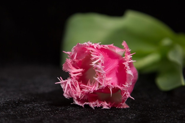 Een roze tulp met een groen blad erachter